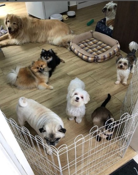 Homepets Hotelzinho - Vila Mariana em São Paulo