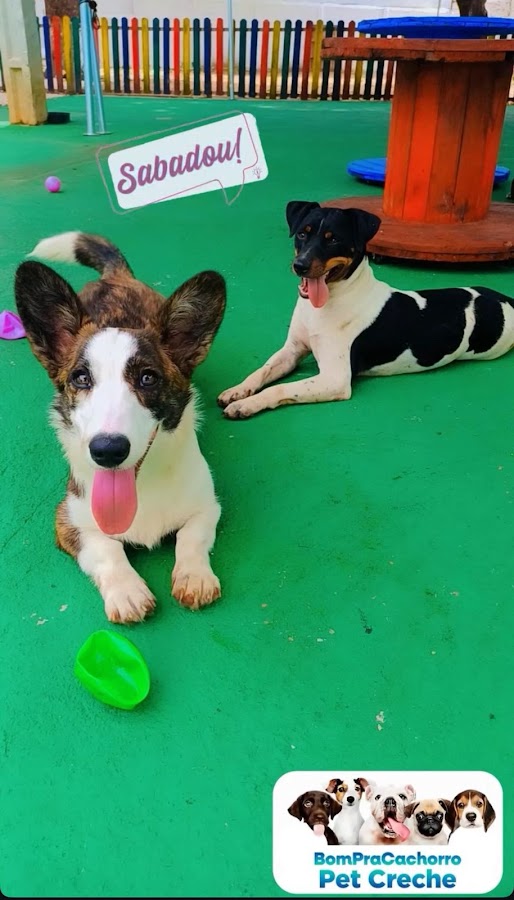 Pet Creche e Hotelzinho Bom Pra Cachorro em Barra do Garças