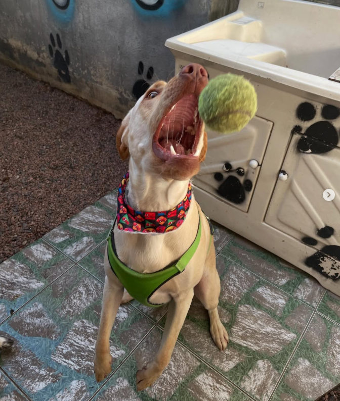 Dani Dogs - Hotel para cachorro em Porto Alegre