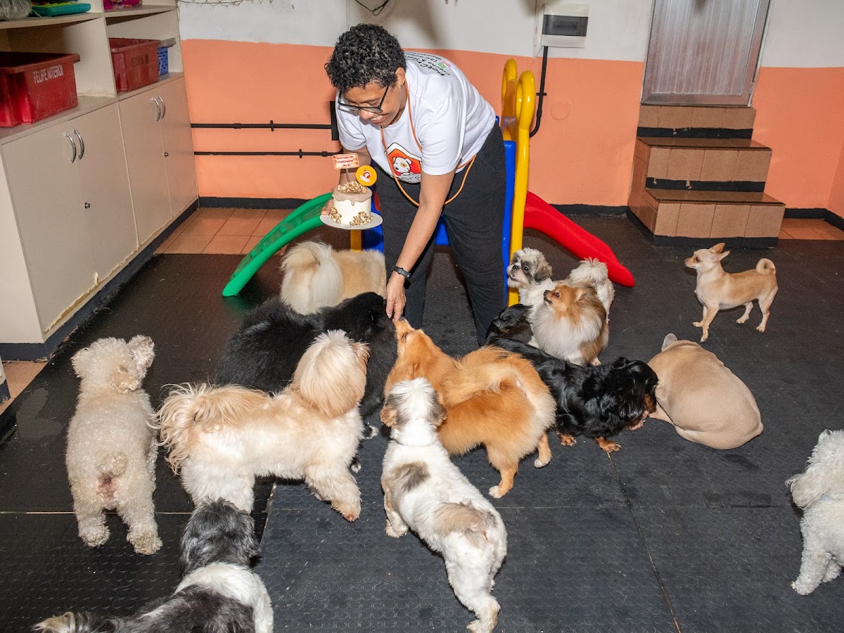 PetCreche da Ju - Creche e Hotel para Cães em Botafogo em Rio de Janeiro
