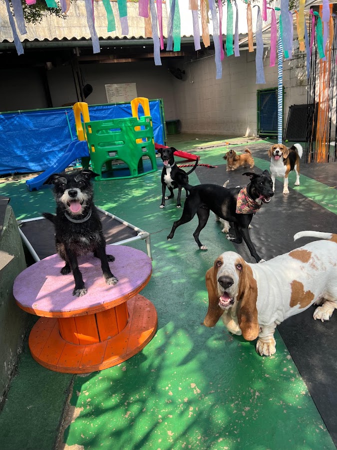 Coisa de Cachorro Creche e Hotel para cães em São Paulo